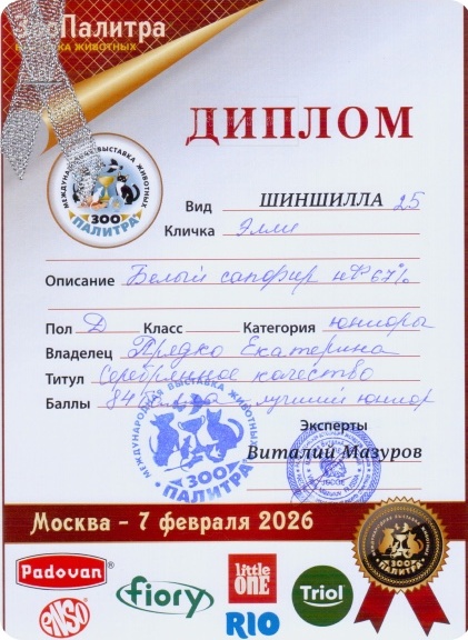 Диплом выставки шиншилл