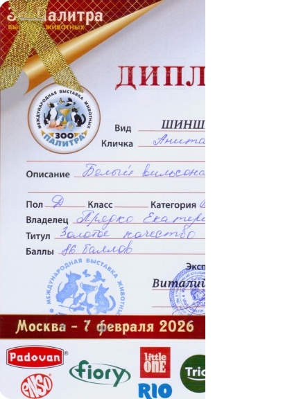 Диплом выставки шиншилл